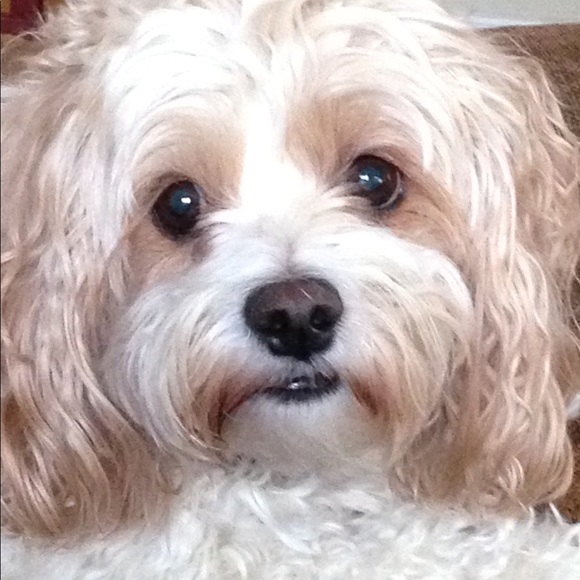 BUNDLE TAMER   ❤️🐯 - Picture 2 of 8